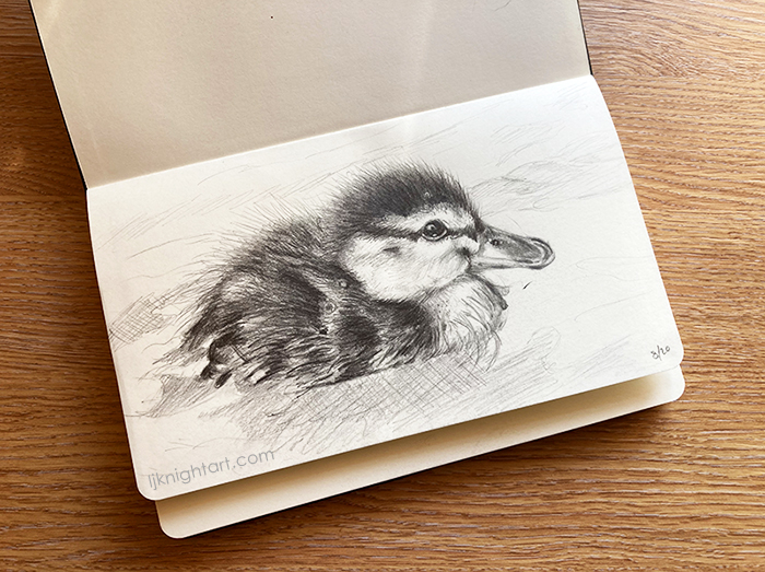Graphite pencil drawing of a duckling  by L.J. Knight